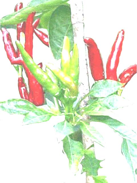 バンショウ